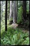 Redwoods (93kb)