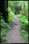 Redwood Forest Trail (79kb)