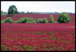 Clover Fields in Washington County (54kb)