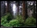 Oregon old growth forest (54kb)